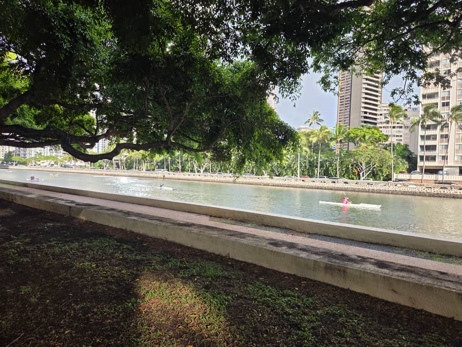 알라와이 운하 반얀트리 아래 카약 — 와이키키 빌딩을 배경으로 펼쳐진 무지개주의 일상