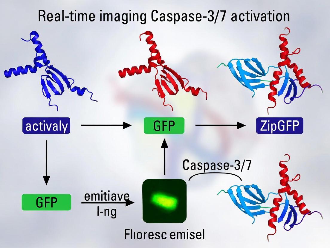 Real-Time Imaging of Caspase-3/7 Activation with the ZipGFP Reporter: A Guide for Biomedical Research and Drug Discovery
