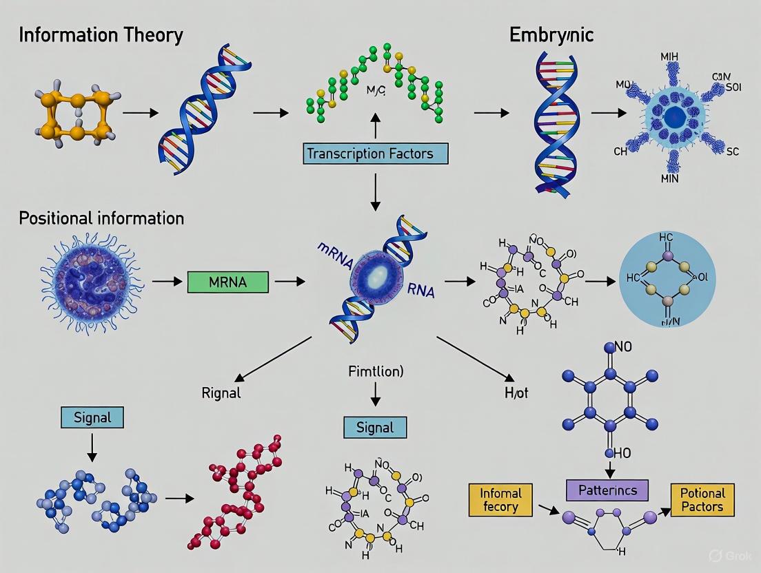 Positional Information and Embryonic Patterning: From Information Theory to Synthetic Embryo Models