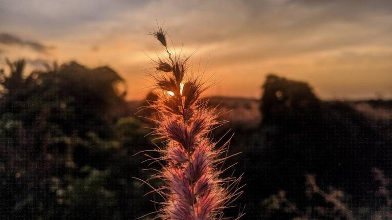 The Crayfish Synapse: What a Crustacean Can Teach Us About Brain Communication