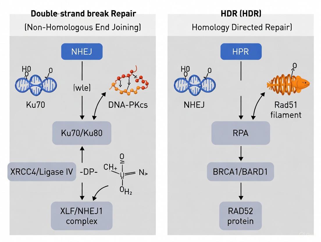 Mastering DNA Repair Pathways in Zebrafish: A Comprehensive Guide to NHEJ and HDR for Precision Genome Editing