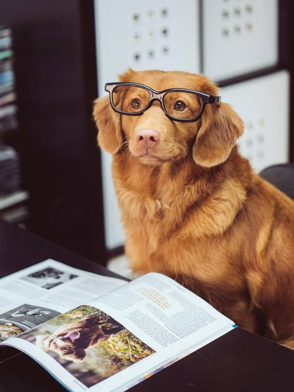 Paws and Progress: The Cutting-Edge Therapies Revolutionizing Pet Cancer Care