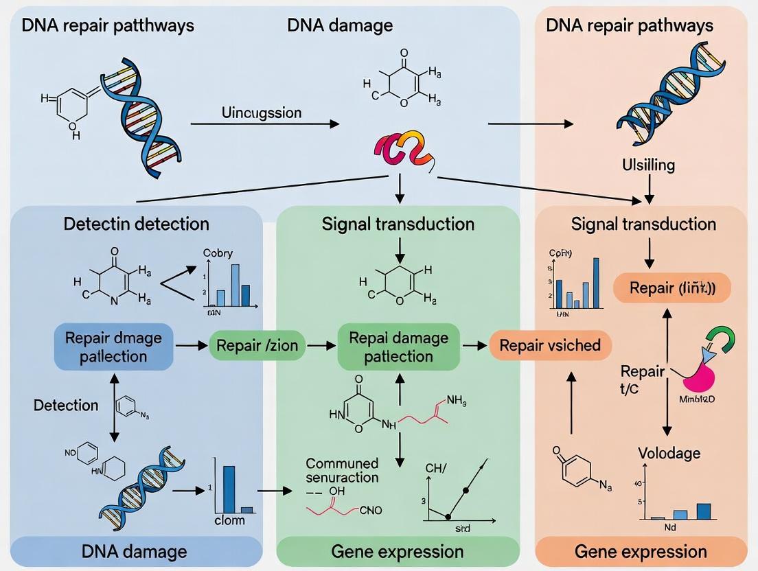 Unlocking Cellular Resilience: The Critical Role of DNA Repair Pathways in Hormetic Preconditioning