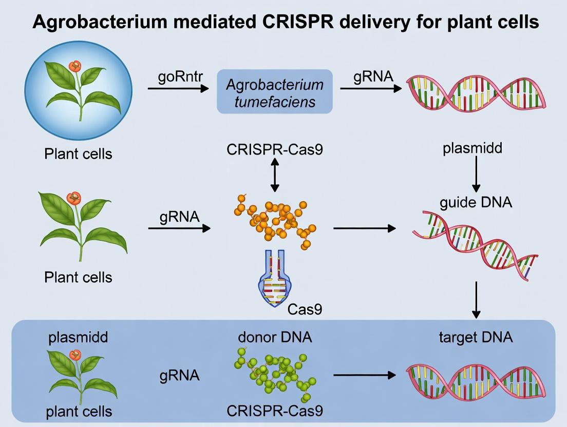Harnessing Agrobacterium for CRISPR: A Powerful Tool for Precision Plant Genome Engineering