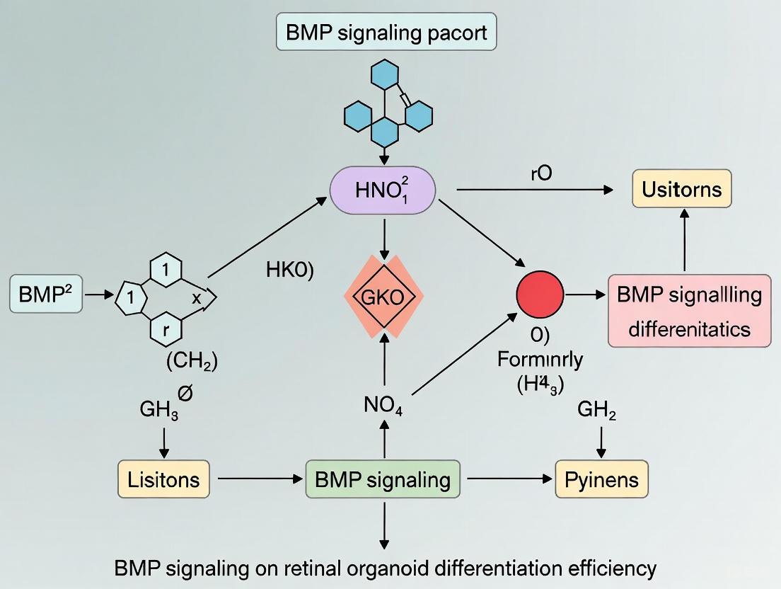 BMP Signaling in Retinal Organoid Differentiation: Enhancing Efficiency, Reproducibility, and Clinical Translation