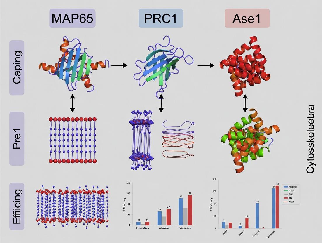 MAP65 vs. PRC1 vs. Ase1: A Comparative Guide to Bundling Efficiency and Microtubule Crosslinking