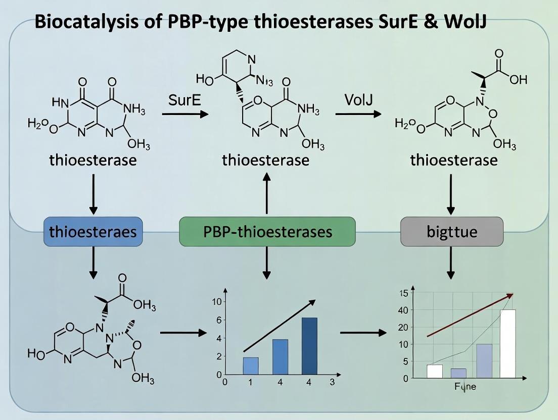 Beyond Hydrolysis: Harnessing PBP-Type Thioesterases SurE and WolJ for Advanced Biocatalysis in Drug Discovery
