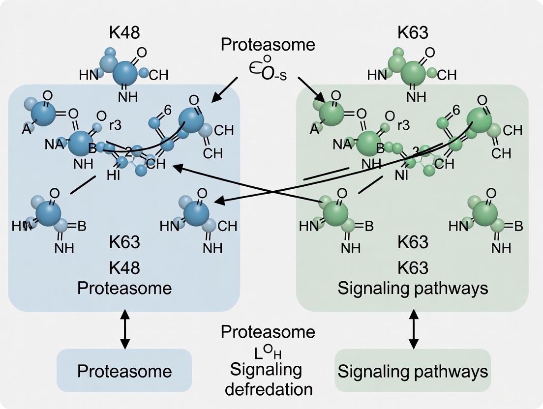 K48 vs. K63 Polyubiquitin Chains: Decoding the Ubiquitin Code for Protein Fate and Signaling