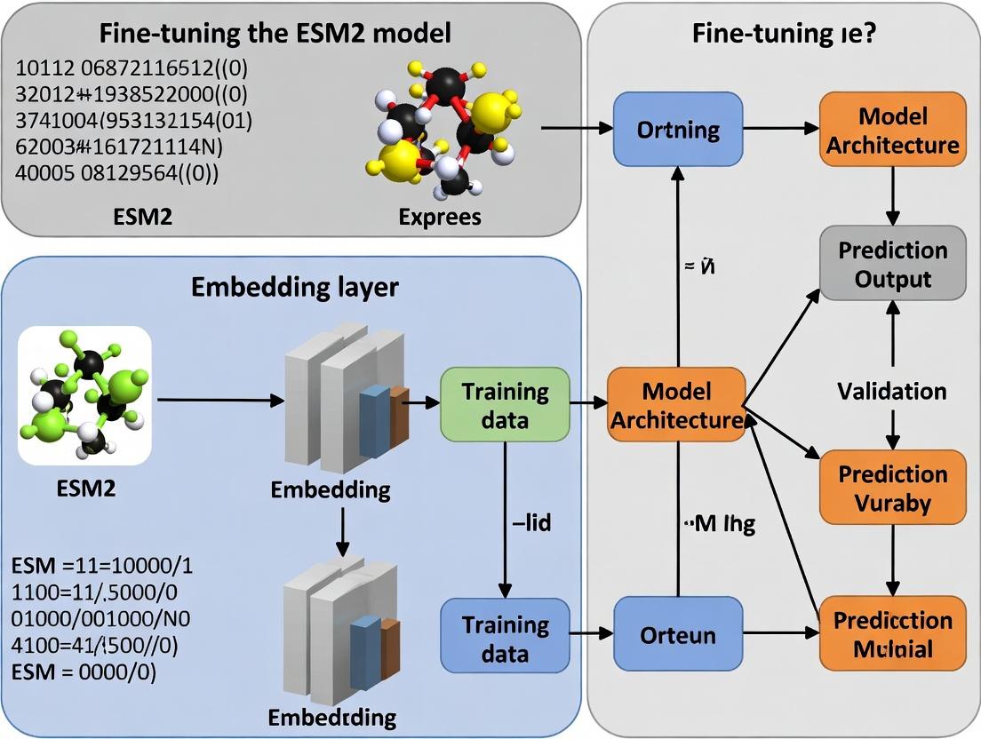 From Sequence to Function: A Practical Guide to Fine-Tuning ESM2 for Accurate Protein Function Prediction