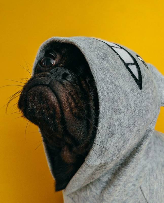 Hidden Threat in Algiers: Unveiling the Canine Heartworm