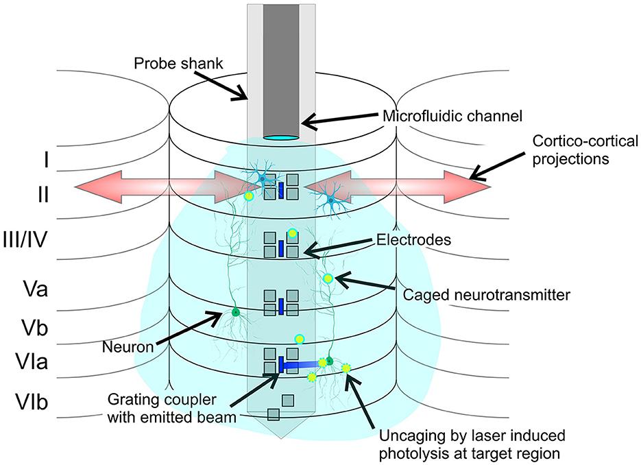 Implementing NPDOA in MATLAB and Python: A Brain-Inspired Optimization Guide for Drug Development