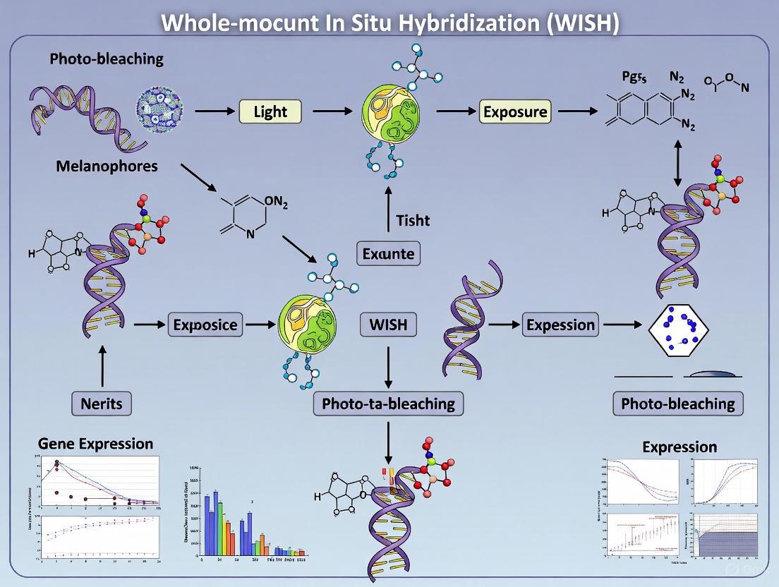 Optimized Photo-Bleaching of Melanophores for Enhanced Whole-Mount In Situ Hybridization in Xenopus