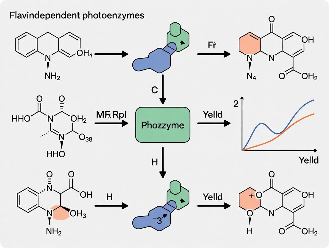 Flavin-Dependent Photoenzymes: Revolutionizing Organic Synthesis with Light-Driven Biocatalysis