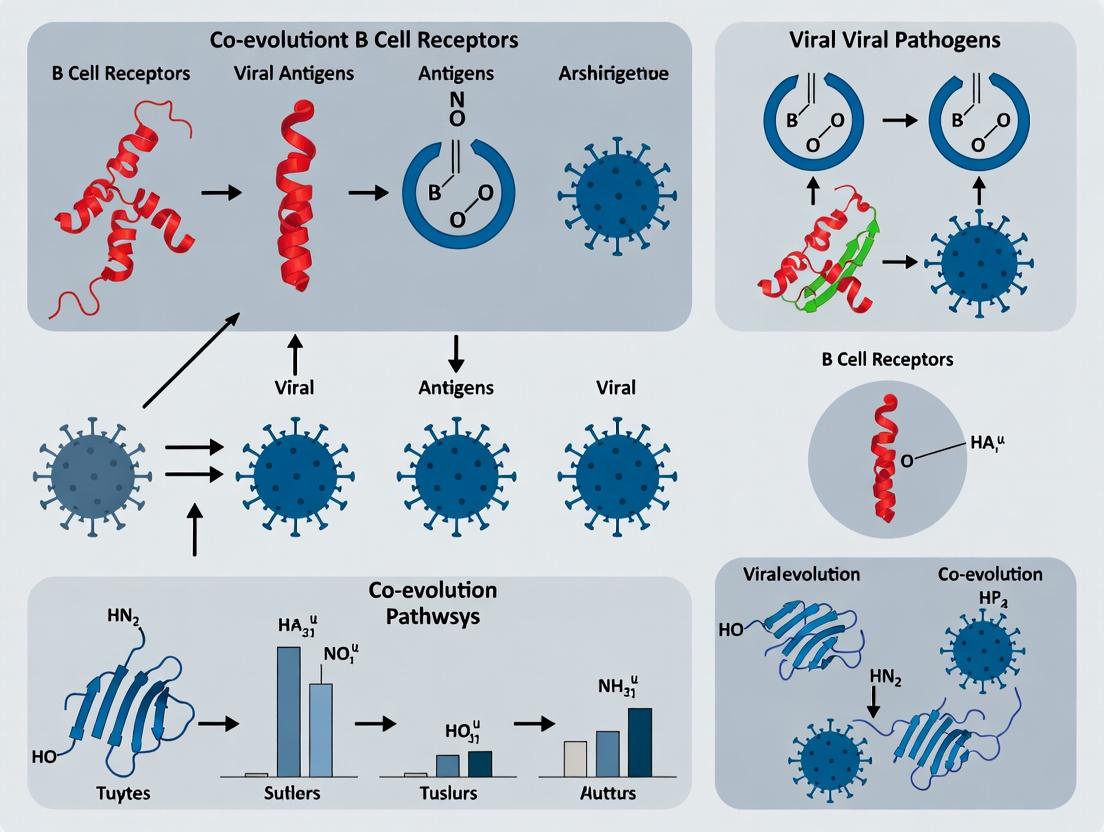 Decoding the Arms Race: How B Cell Receptors Co-Evolve with Viral Pathogens to Shape Immunity and Inform Vaccine Design