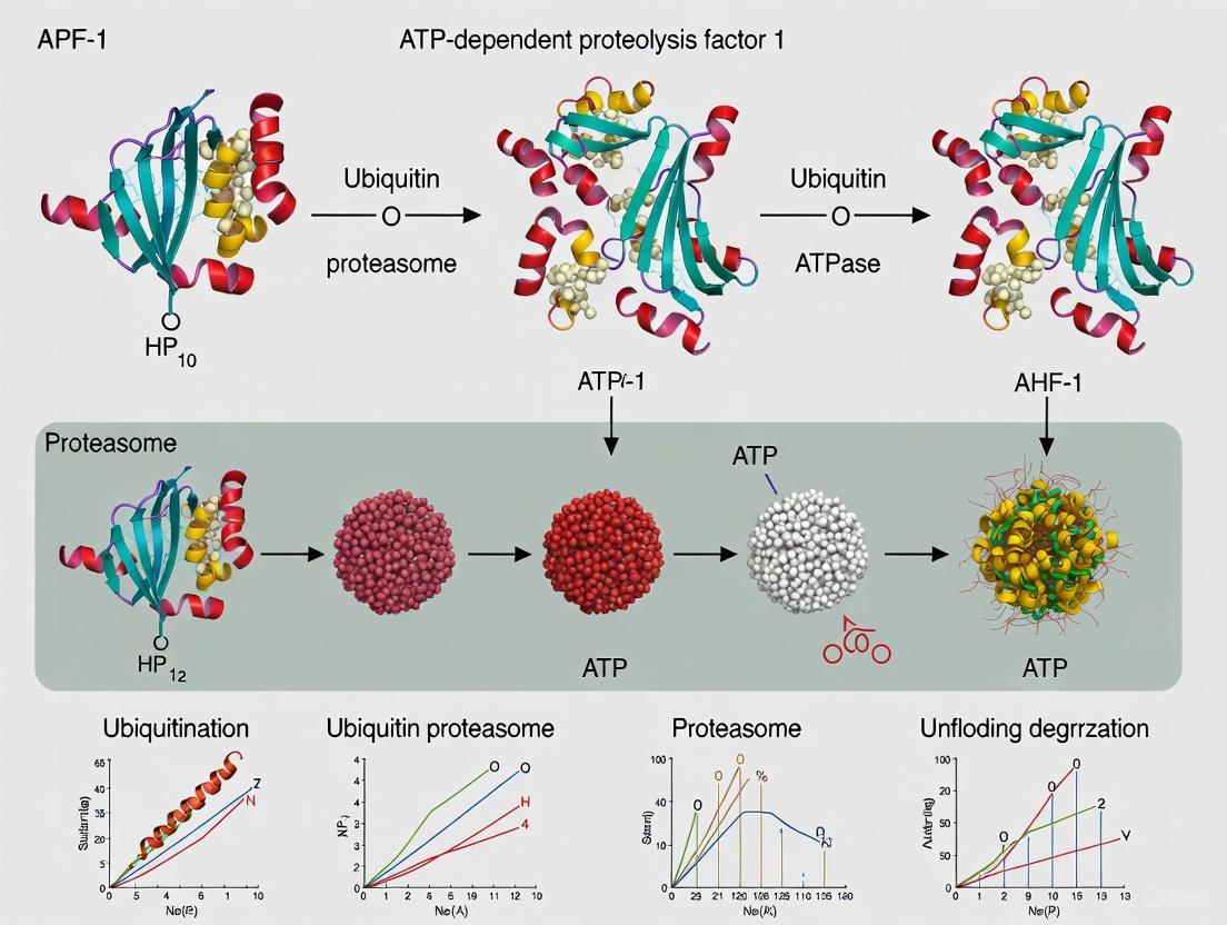 APF-1: From Apoptotic Protease Activating Factor to DNA Sensor – Function, Inhibition, and Therapeutic Targeting