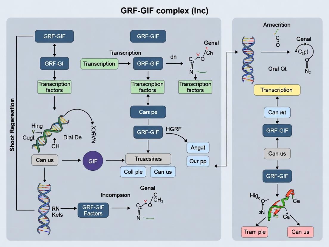 GRF-GIF Complex in Shoot Regeneration: Molecular Mechanisms, Applications, and Therapeutic Potential