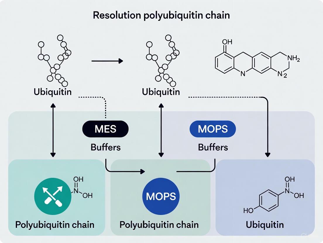 MES vs. MOPS Buffer: A Researcher's Guide to Resolving Polyubiquitin Chains by Immunoblotting