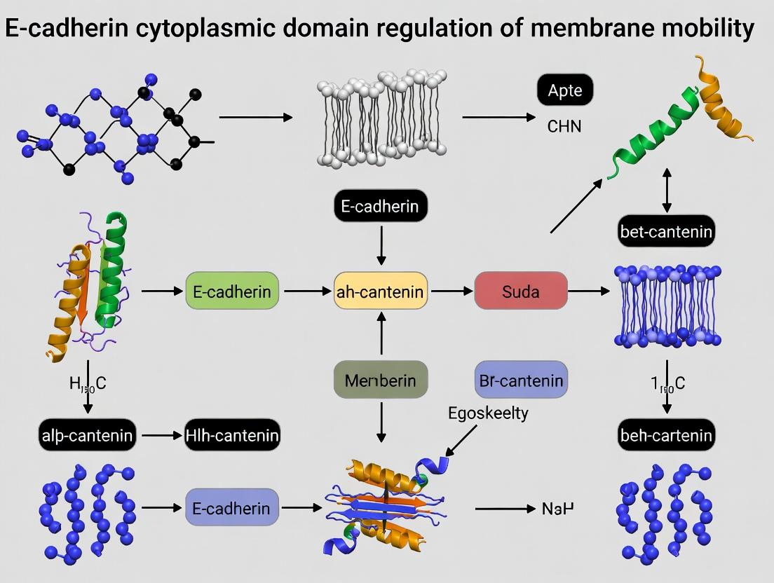 Beyond Adhesion: The Cytoplasmic Domain of E-cadherin as a Master Regulator of Membrane Dynamics and Mobility