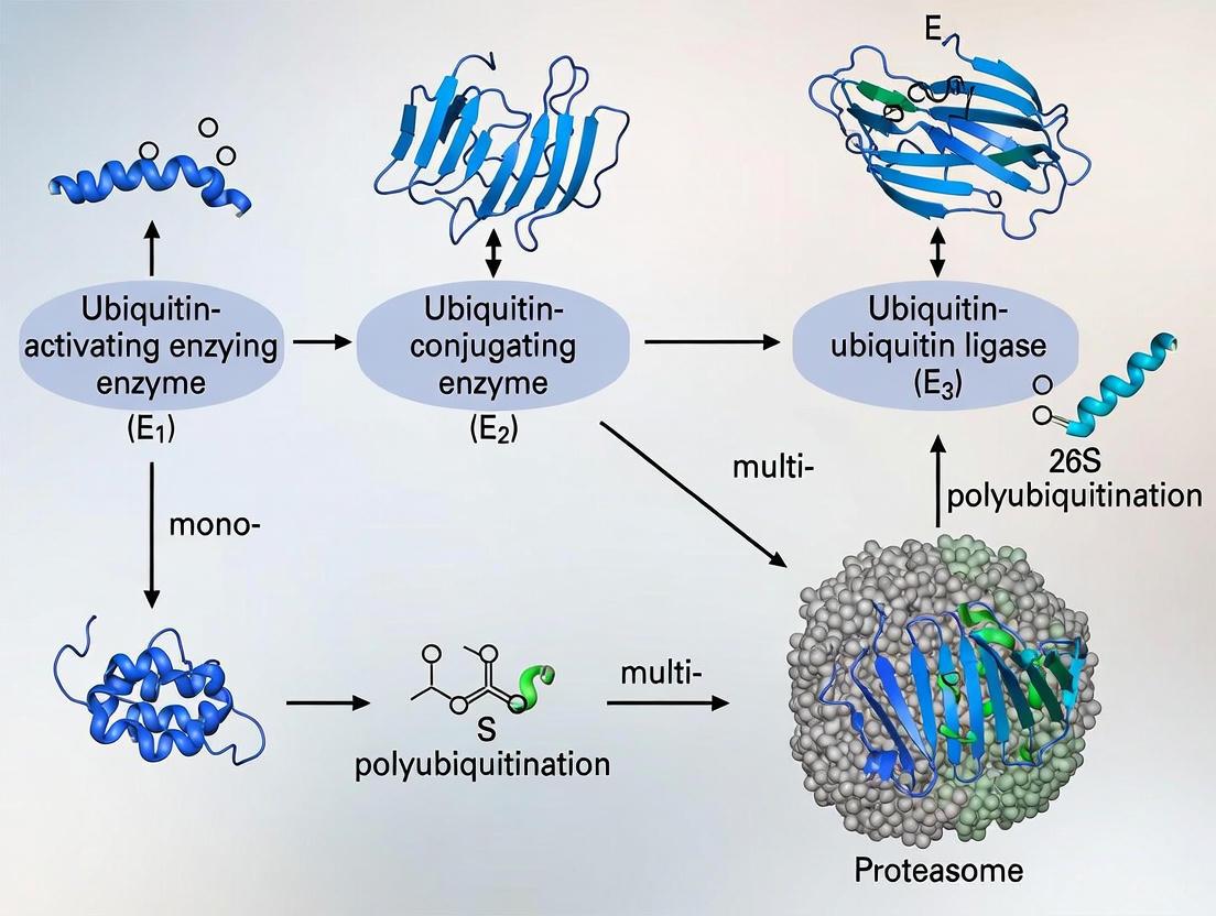 The Ubiquitin-Proteasome System: From Molecular Mechanism to Therapeutic Application in Disease and Drug Development