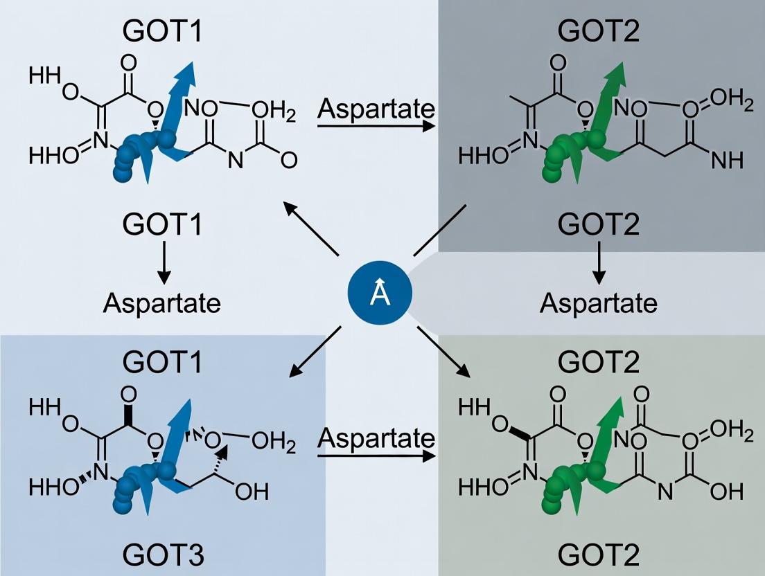 Aspartate and Cancer Metabolism: The Pivotal Role of GOT1 vs. GOT2 in Nucleotide Biosynthesis