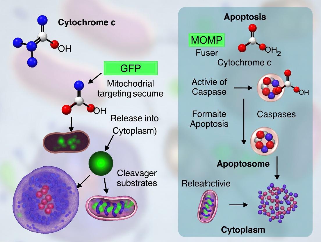 Monitoring Apoptosis in Real-Time: The GFP-Cytochrome c Reporter System Explained