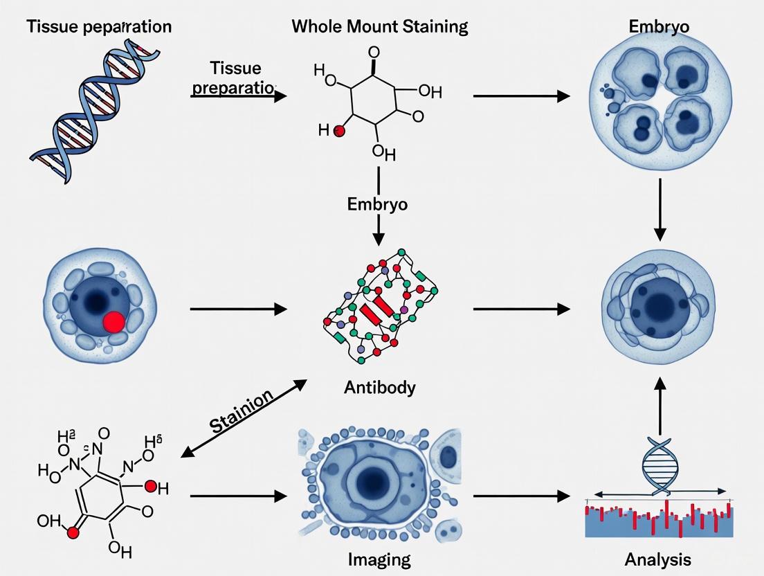 Whole Mount Staining in Developmental Biology: A Comprehensive Guide to 3D Imaging Applications and Protocols