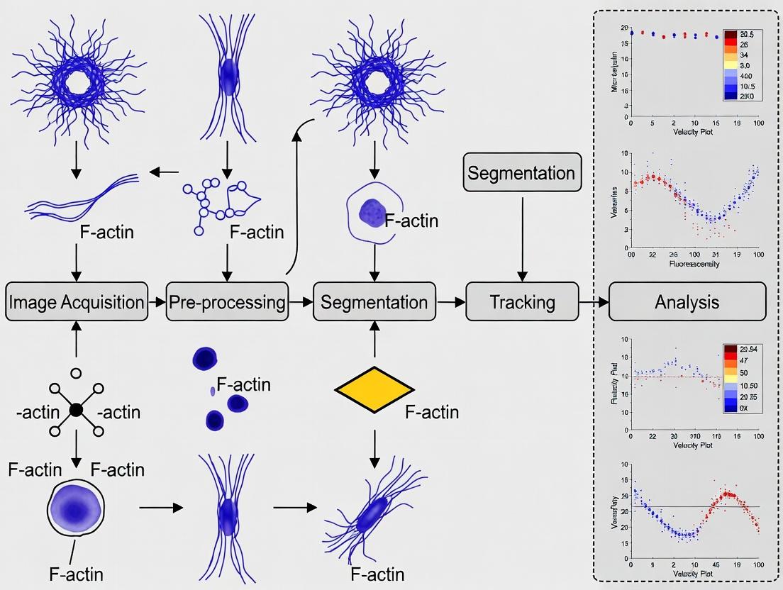 Mastering Actin Cytoskeleton Analysis: A Complete Guide to Segmentation and Tracking for Biomedical Research