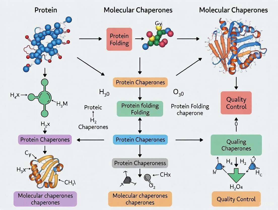 Molecular Chaperones in Proteostasis: Mechanisms, Disease Connections, and Therapeutic Targeting