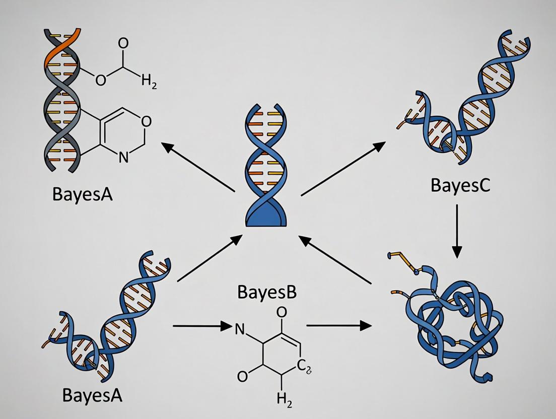 BayesA vs BayesB vs BayesC: A Comprehensive Guide to Genomic Selection Priors for Biomedical Research