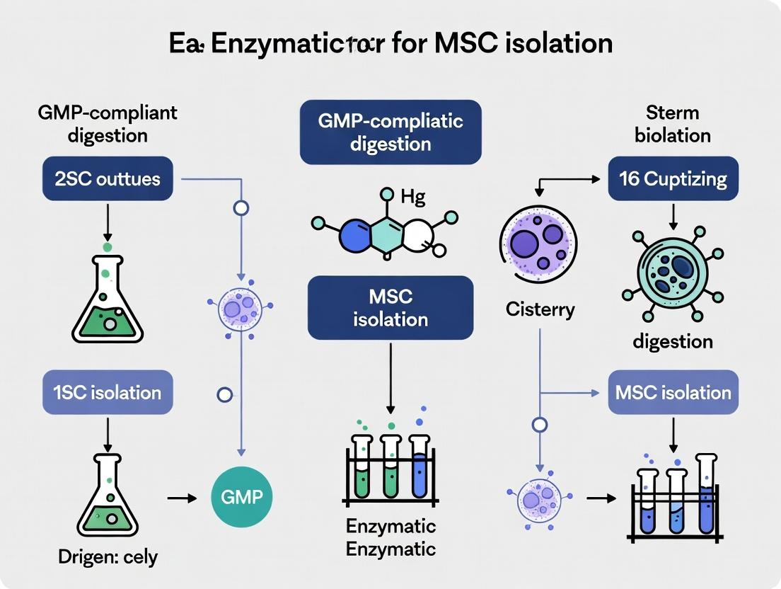 GMP-Compliant Enzymatic Digestion for MSC Isolation: A Complete Protocol Guide for Clinical Translation