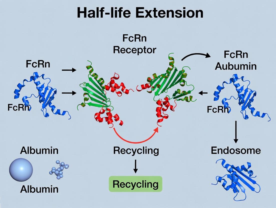 Harnessing the FcRn Receptor: A Comprehensive Guide to Albumin Half-Life Extension for Therapeutic Proteins