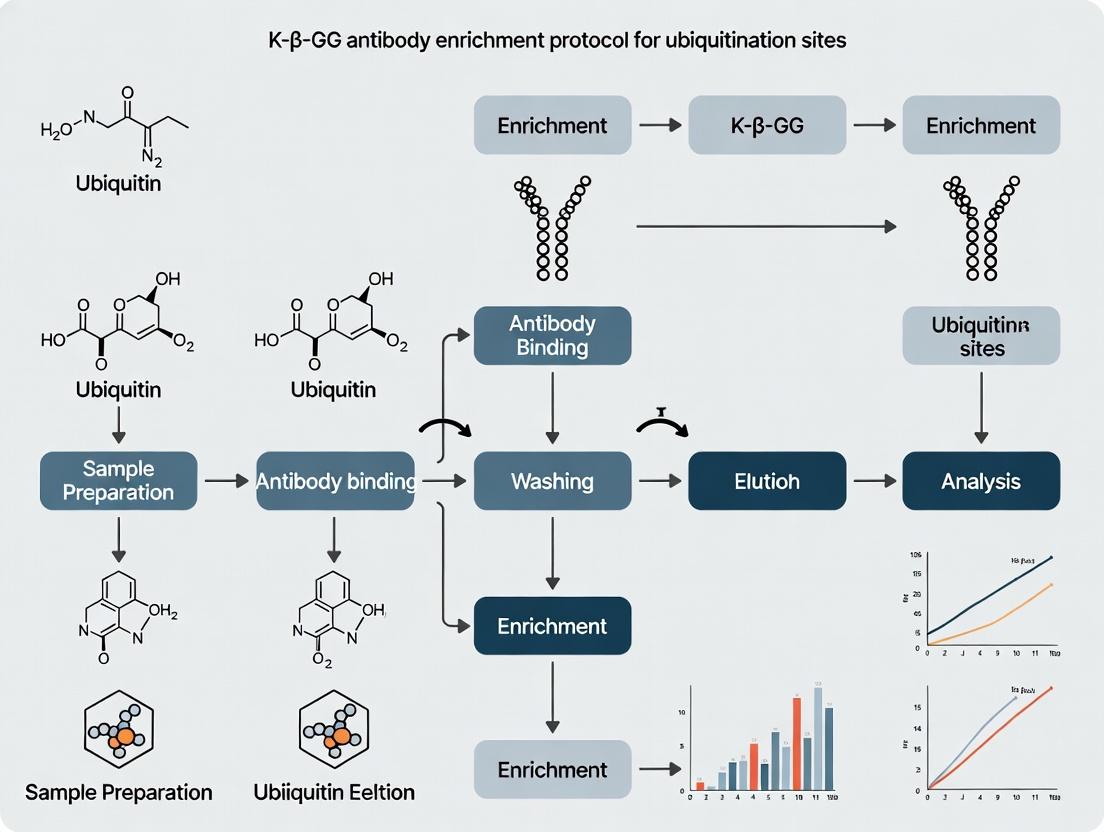 K-ε-GG Antibody Enrichment Protocol: A Complete Guide to Mass Spectrometry-Based Ubiquitinome Profiling