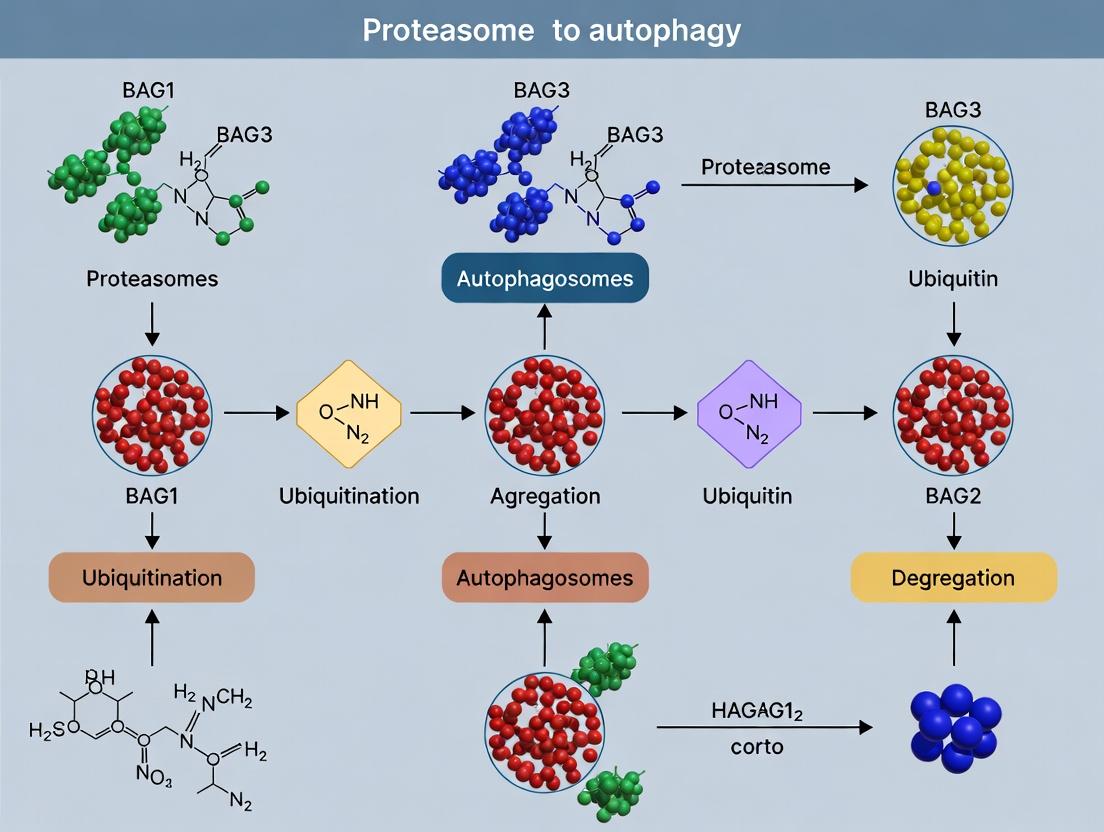 Proteostasis Switch: How BAG1 and BAG3 Co-chaperones Toggle Between Proteasome and Autophagy Pathways