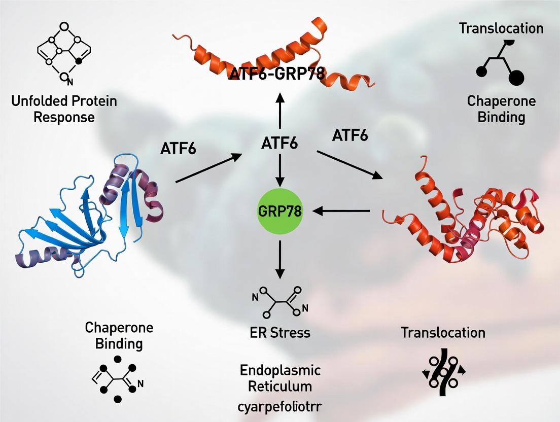 Unfolding the ATF6-GRP78 Chaperone System: A Comprehensive Guide to Endoplasmic Reticulum Protein Folding and Stress Signaling