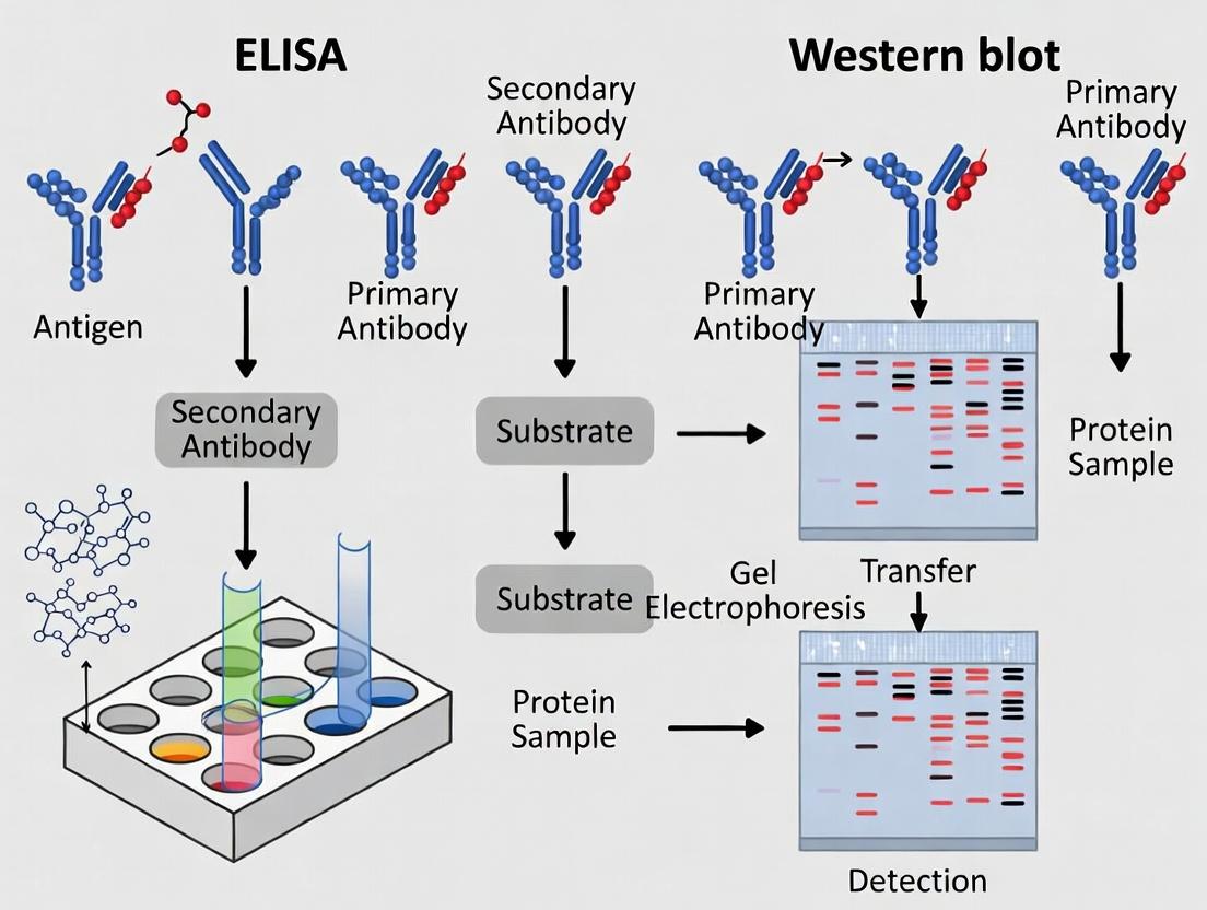 ELISA vs Western Blot: Choosing the Right Protein Detection Method for Your Research
