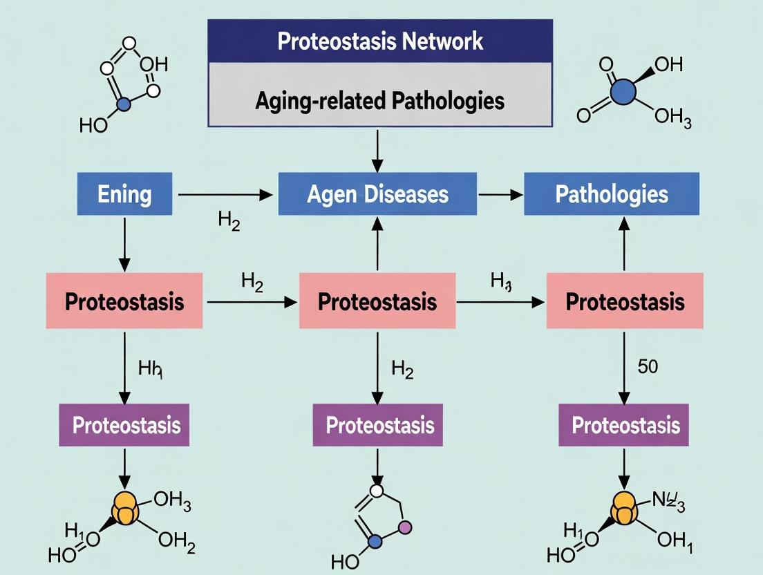 Targeting the Proteostasis Network: Molecular Mechanisms and Therapeutic Strategies for Age-Related Diseases