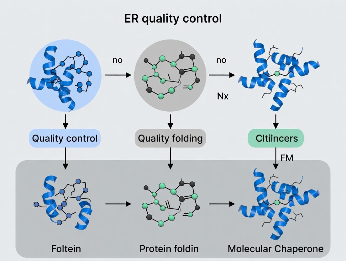 ER Gatekeepers: Mechanisms of Quality Control, Chaperone Networks, and Therapeutic Implications in Disease
