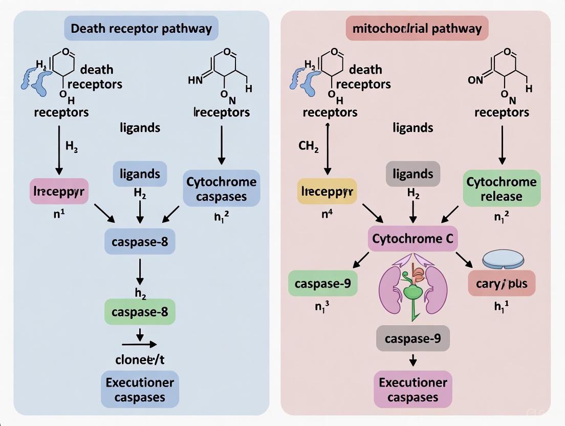 Apoptotic Pathways Decoded: Death Receptor vs. Mitochondrial Signaling in Disease and Therapy
