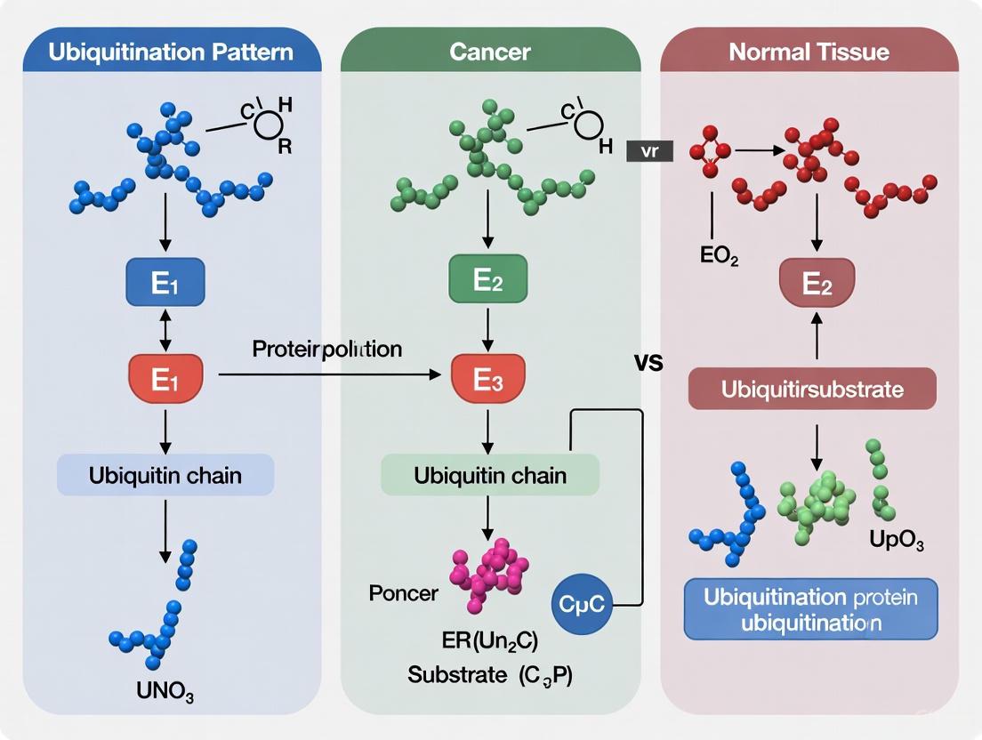 Ubiquitination Patterns in Cancer: From Molecular Mechanisms to Clinical Applications in Biomarker and Therapy Development