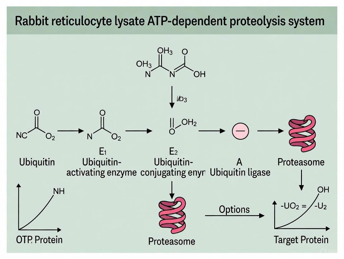 The ATP-Dependent Proteolysis System in Rabbit Reticulocyte Lysate: From Foundational Mechanisms to Modern Research Applications