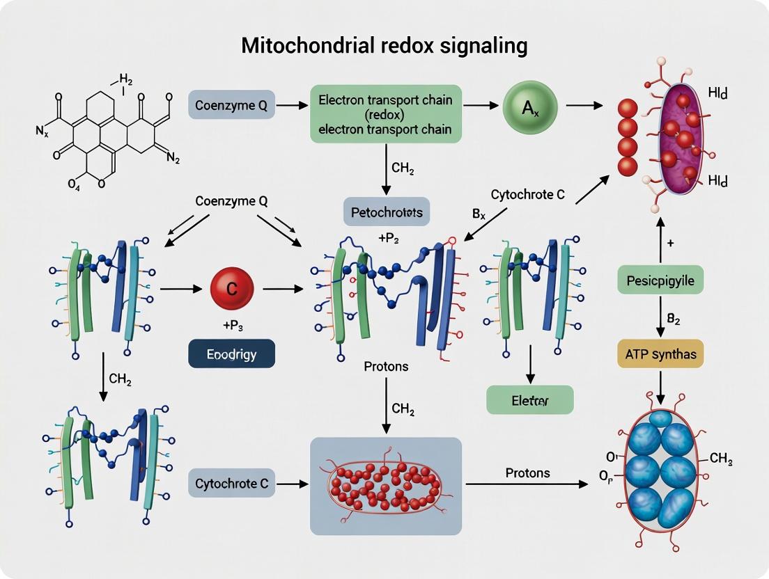 Mitochondrial Redox Signaling and ETC Dynamics: From Fundamental Mechanisms to Therapeutic Targeting in Disease