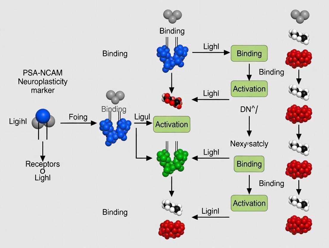 PSA-NCAM: The Dynamic Neuroplasticity Marker in Brain Function, Disease, and Therapeutic Development
