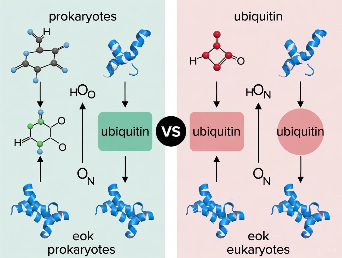Ubiquitin and Ubiquitin-like Signaling: Evolutionary Origins, Mechanisms, and Pathogen Interactions in Prokaryotes vs. Eukaryotes