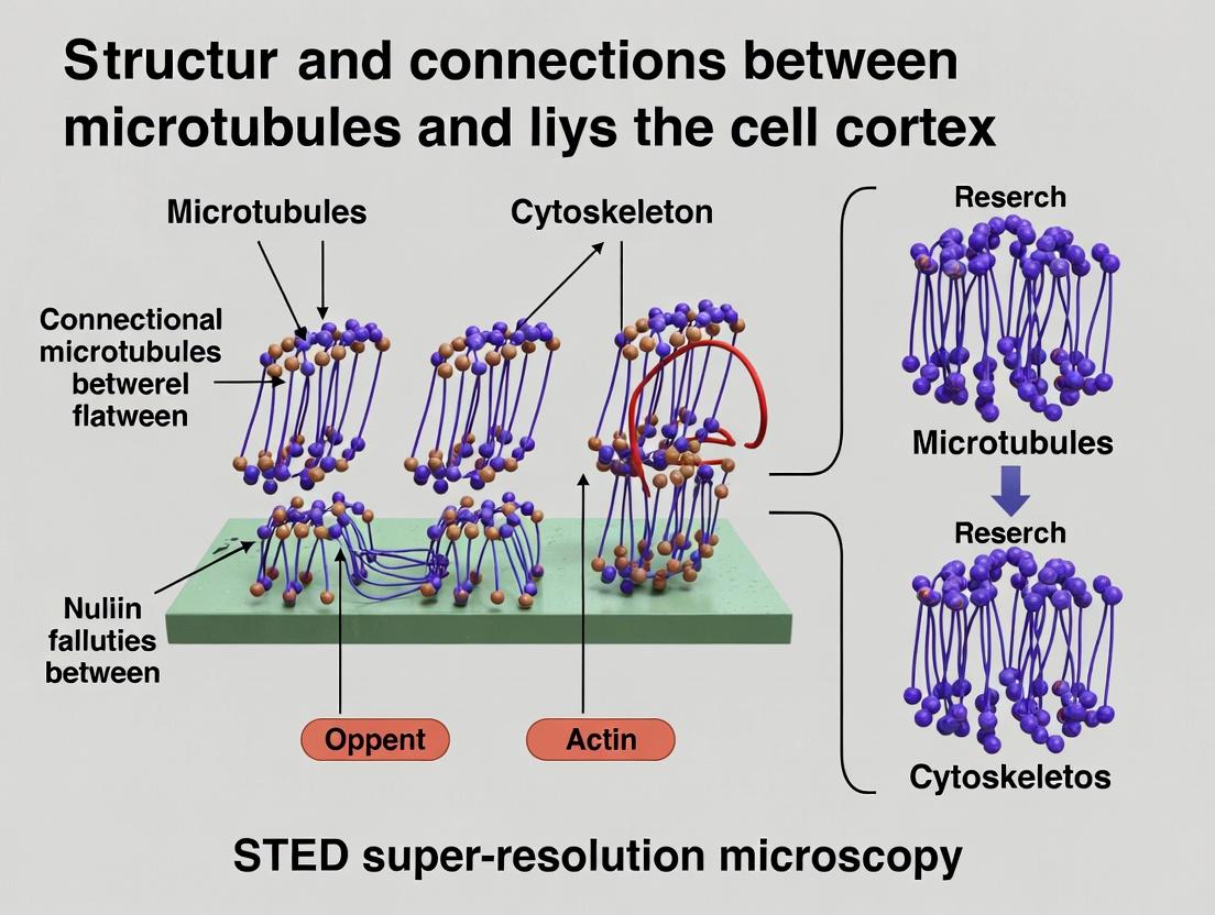 STED Microscopy Unveiled: A Complete Guide to Imaging Microtubule-Cortex Interactions with Nanoscale Precision