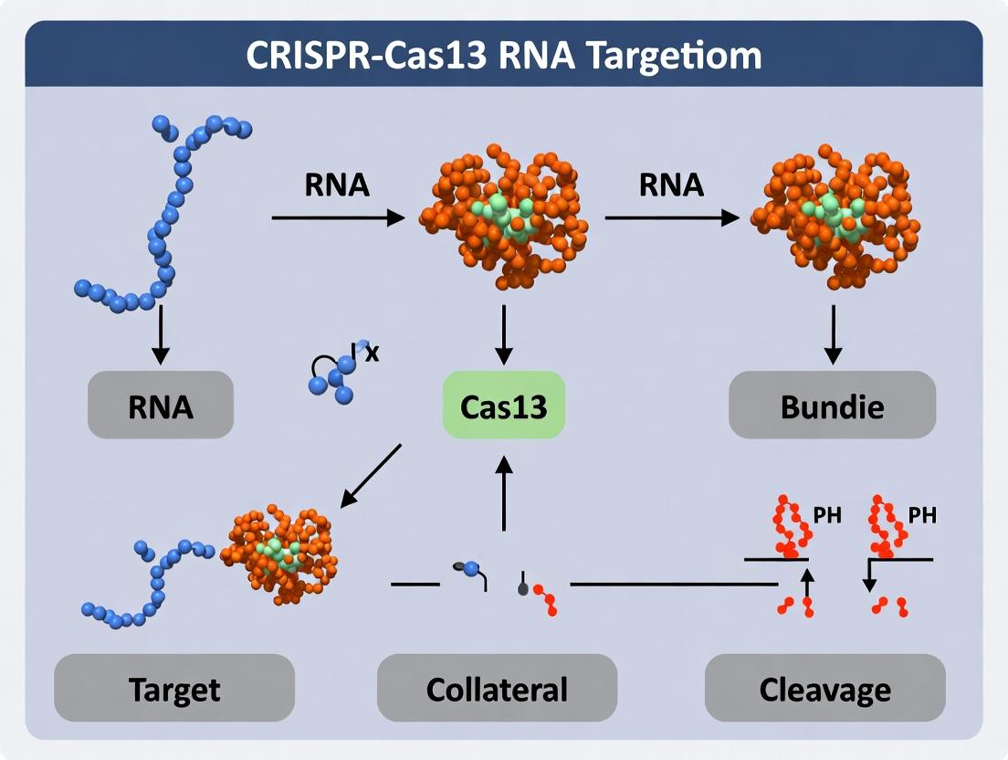 CRISPR-Cas13 RNA-Targeting Revolution: Mechanism, Applications, and Future of Diagnostics & Therapeutics