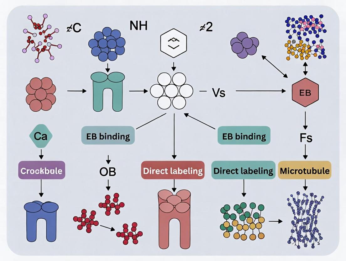 Direct Visualization vs. EB Binding: Choosing the Optimal Method for Live-Cell Microtubule Growth Analysis in Drug Discovery
