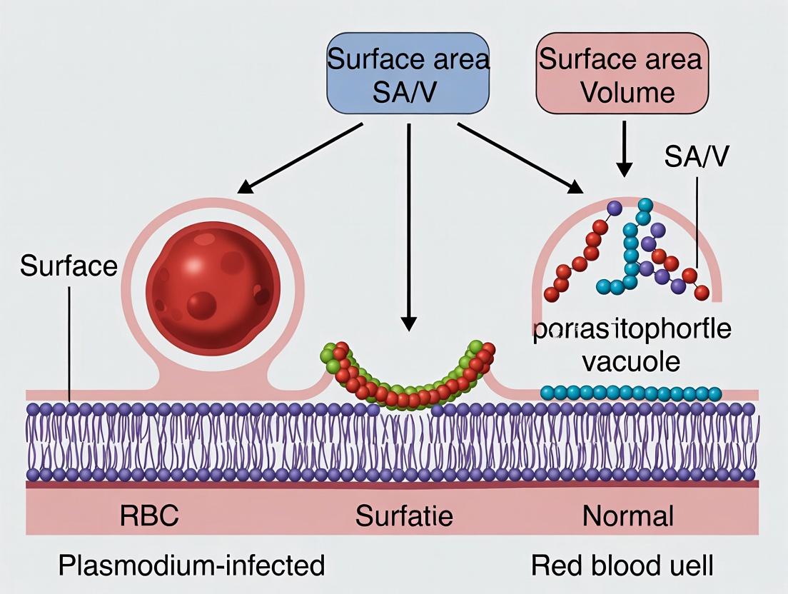 Surface Area to Volume Ratio: A Critical Biophysical Shift in Plasmodium-Infected Red Blood Cells