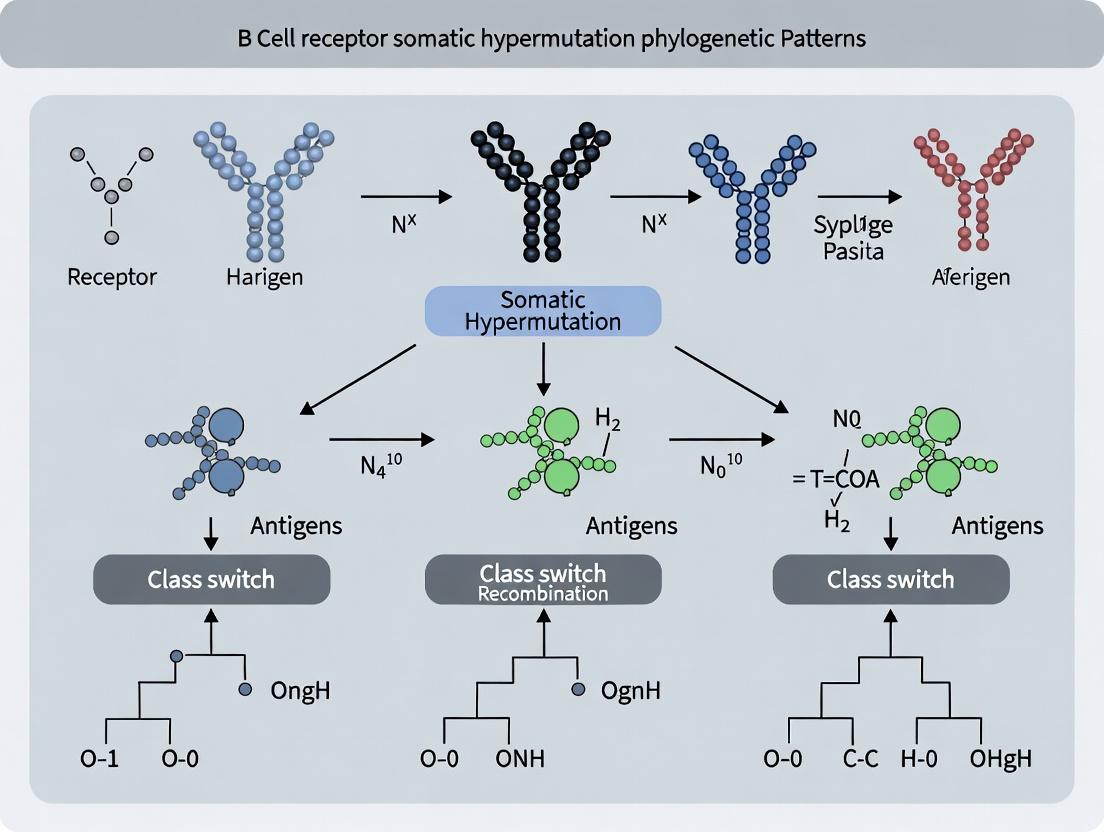 Decoding Evolution in Real-Time: How B Cell Receptor Somatic Hypermutation Phylogenetics Powers Antibody Discovery and Disease Insights