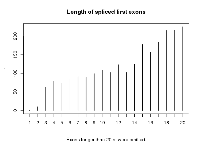 Length of first spliced exons
