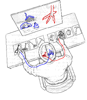 Split Brain Experiment